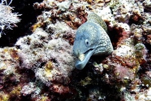 Nice : Excursion en mer VIP avec plongée en apnée et découverte de la plongée sous-marine