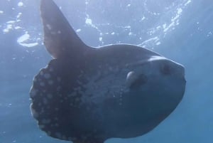 Nice : Excursion en mer VIP avec plongée en apnée et découverte de la plongée sous-marine