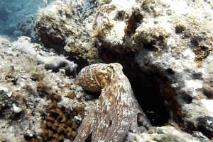 Nicea : Wycieczka morska VIP z nurkowaniem i nurkowaniem z akwalungiem