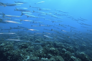 Nicea : Wycieczka morska VIP z nurkowaniem i nurkowaniem z akwalungiem