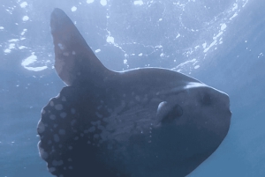 Nicea : Wycieczka morska VIP z nurkowaniem i nurkowaniem z akwalungiem