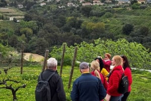 Nizza: degustazione di vini nell'entroterra a bordo di un Defender