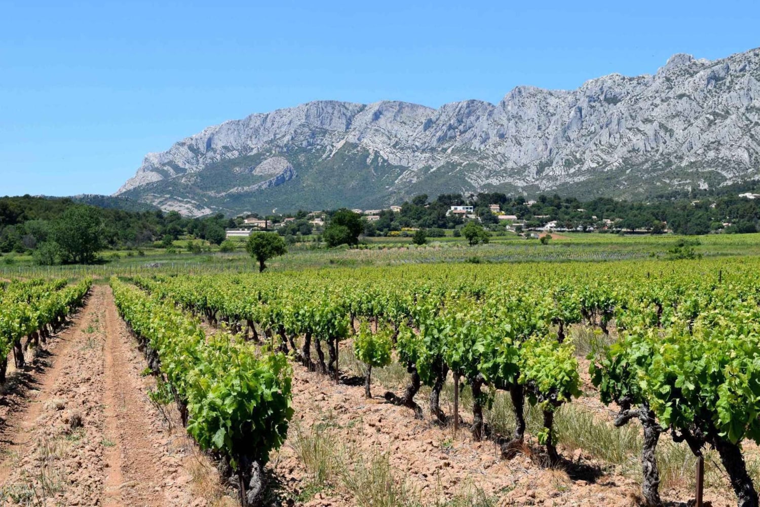Excursion privée d'une journée en Provence et dans les champs de lavande