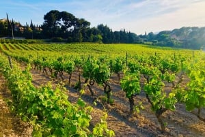 Excursion privée d'une journée en Provence et dans les champs de lavande
