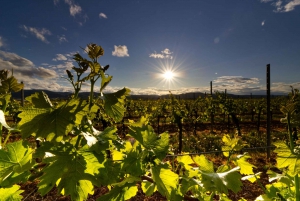 Tour privado de la bodega