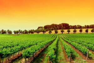 Día de la Provenza, Saint Tropez Grimaud pueblo Degustación de vinos