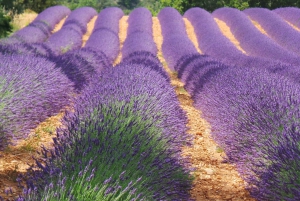 Excursion privée d'une journée en Provence, dans les vignobles et les champs de lavande