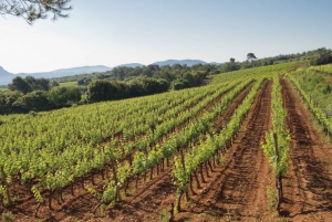 Provence Wine Tour - Private Tour from Nice