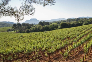 Provence Wine Tour - Private Tour from Nice