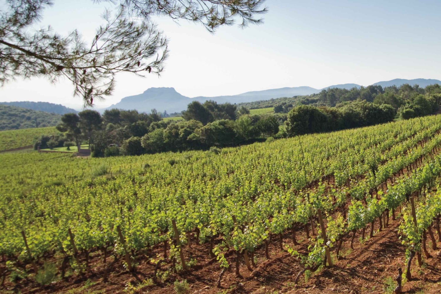 Vintur i Provence - lille gruppetur fra Cannes