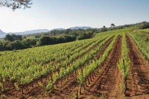 Provencen viinikierros - Pienryhmämatka Cannesista