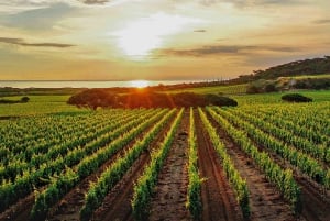 Ramatuelle : Circuit et dégustation dans un domaine viticole en VTT