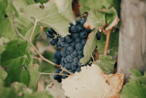 Saint-Tropez: Vintur med en lille gruppe