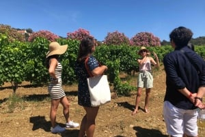 Tour em pequenos grupos para degustação de vinhos em Saint-Tropez