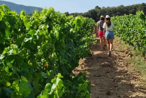 Tour em pequenos grupos para degustação de vinhos em Saint-Tropez