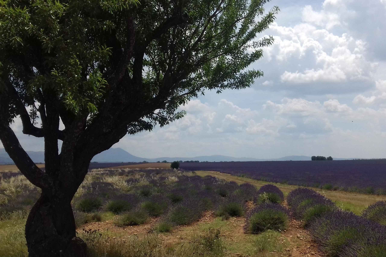 Wąwóz Verdon: Wielki Kanion Europy, jezioro i lawenda