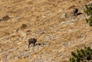 Escursione nella Valle della Vésubie da Nizza