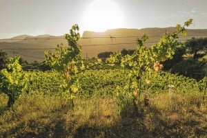 Visit and tasting at a Nice vineyard in Bellet