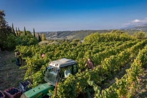 Visit and tasting at a Nice vineyard in Bellet
