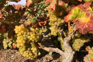 VISITA GUIADA EN BODEGA CONATVS CON CATA DE VINOS EN ESPAÑOL