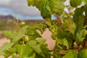 VISITA GUIADA EN BODEGA CONATVS CON CATA DE VINOS EN ESPAÑOL