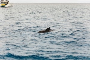 Corralejo: Lobos Island Catamaran Tour with Drinks & Snorkel