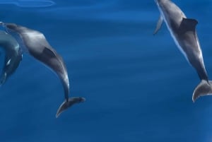 Costa Calma: Fuerteventura Dolphin Watching Zodiac Boat Tour