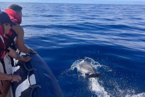 Costa Calma: Fuerteventura Dolphin Watching Zodiac Boat Tour