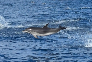 Costa Calma: Fuerteventura Dolphin Watching Zodiac Boat Tour