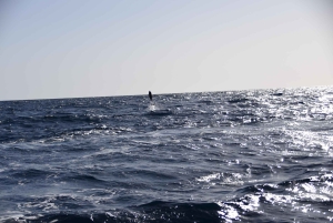 Costa Calma: Fuerteventura Dolphin Watching Rejs wycieczkowy łodzią zodiakową