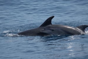 Costa Calma: Fuerteventura Dolphin Watching Rejs wycieczkowy łodzią zodiakową