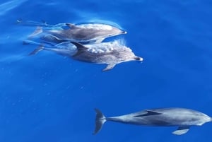 Morro Jable: Delfin- og hvalsafari og snorkling