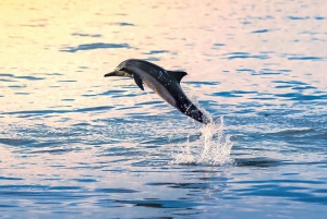 Dolphin & Whale Watching with Luxury Yacht