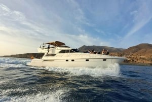 Dolphin & Whale Watching with Luxury Yacht