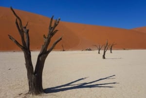 Family Joy in Fuerteventura Walking Tour