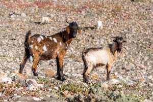 From Caleta de Fuste: Explore Rural Fuerteventura Tour