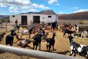 From Caleta de Fuste: Explore Rural Fuerteventura Tour