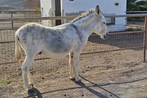 From Caleta de Fuste: Explore Rural Fuerteventura Tour