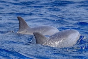 From Morro Jable: Dolphin and Whale Watching by Speedboat