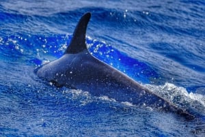 From Morro Jable: Dolphin and Whale Watching by Speedboat