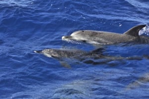 From Morro Jable: Dolphin and Whale Watching by Speedboat