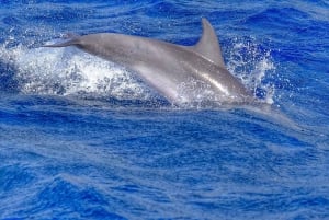 From Morro Jable: Dolphin and Whale Watching by Speedboat