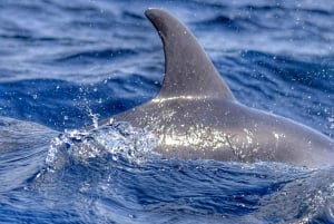 From Morro Jable: Dolphin and Whale Watching by Speedboat