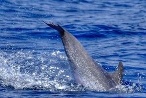 From Morro Jable: Dolphin and Whale Watching by Speedboat