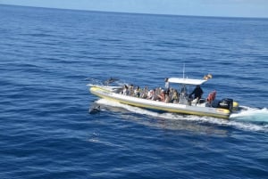 From Morro Jable: Dolphin and Whale Watching by Speedboat