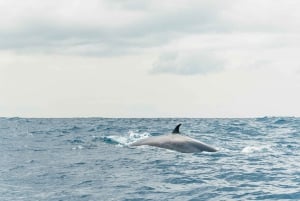 From Morro Jable: Dolphin and Whale Watching by Speedboat