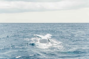 From Morro Jable: Dolphin and Whale Watching by Speedboat