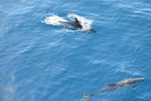 From Morro Jable: Dolphin and Whale Watching by Speedboat