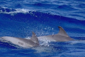 From Morro Jable: Dolphin and Whale Watching by Speedboat