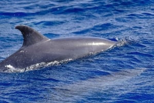 From Morro Jable: Dolphin and Whale Watching by Speedboat